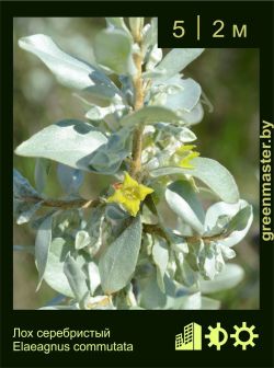 Изображение: лох серебристый (elaeagnus commutata)