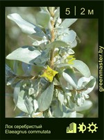 Изображение: лох серебристый (elaeagnus commutata)