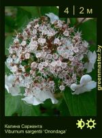 Изображение: калина Саржента (viburnum sargentii) 'onondaga'