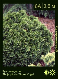 Изображение: туя складчатая (thuja plicata) 'grune kugel'