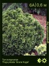 Изображение: туя складчатая (thuja plicata) 'grune kugel'