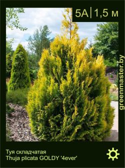 Изображение: туя складчатая (thuja plicata) 'goldy 4ever'