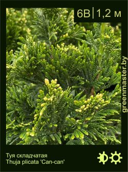 Изображение: туя складчатая (thuja plicata) 'can-can'