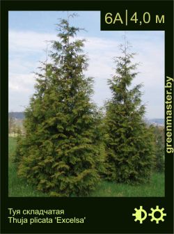 Изображение: туя складчатая (thuja plicata) 'excelsa'