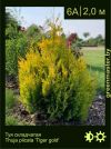 Изображение: туя складчатая (thuja plicata) 'tiger gold'