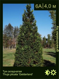 Изображение: туя складчатая (thuja plicata) 'gelderland'