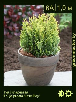 Изображение: туя складчатая (thuja plicata) 'little boy'