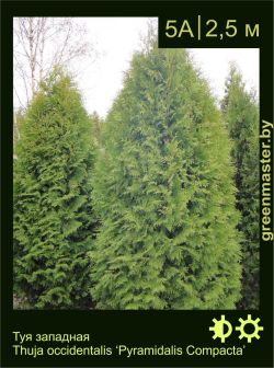 Изображение: туя западная (thuja occidentalis) 'pyramidalis compacta'