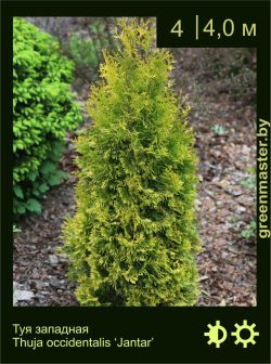 Изображение: туя западная (thuja occidentalis) 'jantar'