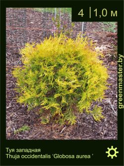 Изображение: туя западная (thuja occidentalis) 'globosa aurea '