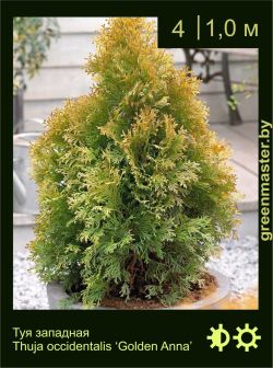 Изображение: туя западная (thuja occidentalis) 'golden anna'