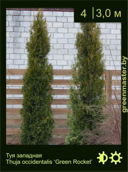 Изображение: туя западная (thuja occidentalis) 'green rocket'