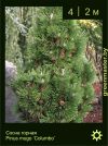 Изображение: сосна горная (pinus mugo) 'columbo'