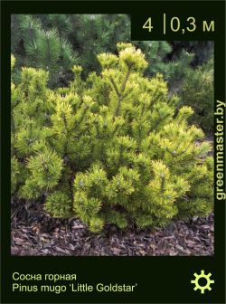 Изображение: сосна горная (pinus mugo) 'little goldstar'