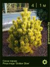 Изображение: сосна горная (pinus mugo) 'golden glow'