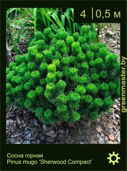 Изображение: сосна горная (pinus mugo) 'sherwood compact'