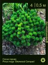 Изображение: сосна горная (pinus mugo) 'sherwood compact'