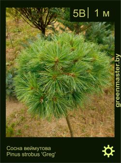 Изображение: сосна Веймутова (pinus strobus) 'greg'