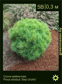 Изображение: сосна Веймутова (pinus strobus) 'sea urchin'