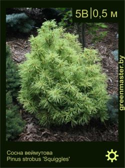 Изображение: сосна Веймутова (pinus strobus) 'squiggles'