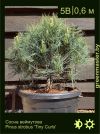 Изображение: сосна Веймутова (pinus strobus) 'tiny curls'