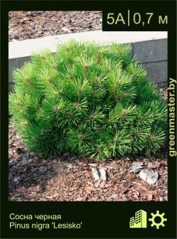 Изображение: сосна черная (pinus nigra) 'lesisko'