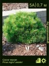 Изображение: сосна черная (pinus nigra) 'lesisko'