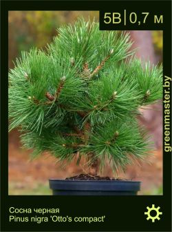 Изображение: сосна черная (pinus nigra) 'otto's compact'