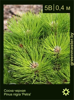 Изображение: сосна черная (pinus nigra) 'petra'