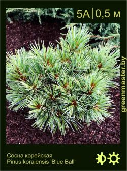 Изображение: сосна корейская (pinus koraiensis) 'blue ball'