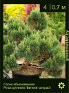 Изображение: сосна обыкновенная (pinus sylvestris) 'bennett compact'