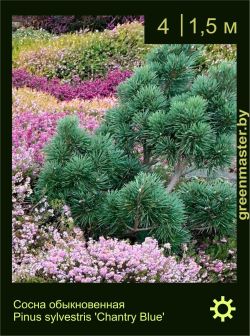 Изображение: сосна обыкновенная (pinus sylvestris) 'chantry blue'