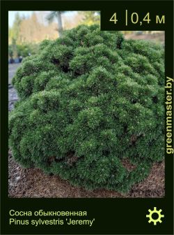 Изображение: сосна обыкновенная (pinus sylvestris) 'jeremy'