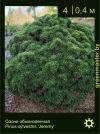 Изображение: сосна обыкновенная (pinus sylvestris) 'jeremy'