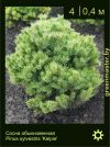 Изображение: сосна обыкновенная (pinus sylvestris) 'kelpie'