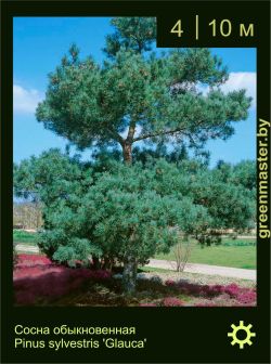 Изображение: сосна обыкновенная (pinus sylvestris) 'glauca'