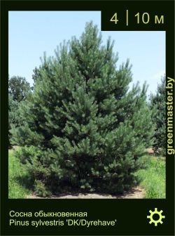 Изображение: сосна обыкновенная (pinus sylvestris) 'dk/durehave'