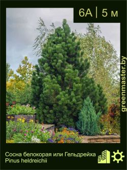 Изображение: сосна Гельдрейха (pinus heldreichii)