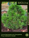 Изображение: сосна Гельдрейха (pinus heldreichii) 'smidtii'