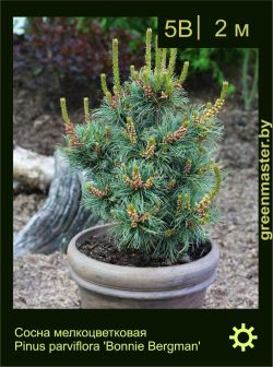 Изображение: сосна мелкоцветковая (pinus parviflora) 'bonnie bergman'