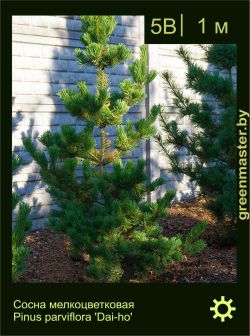 Изображение: сосна мелкоцветковая (pinus parviflora) 'dai-ho'