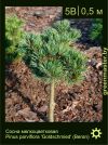 Изображение: сосна мелкоцветковая (pinus parviflora) 'beran'