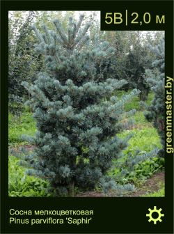 Изображение: сосна мелкоцветковая (pinus parviflora) 'saphir'