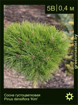 Изображение: сосна густоцветковая (pinus densiflora) 'kim'