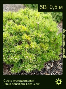 Изображение: сосна густоцветковая (pinus densiflora) 'low glow'