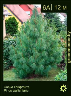 Изображение: сосна Гриффита (pinus wallichiana)