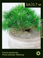 Изображение: сосна смолистая (pinus resinosa) 'watnong'