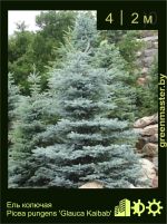 Изображение: ель колючая (picea pungens) 'glauca kaibab'