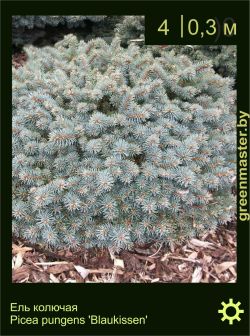 Изображение: ель колючая (picea pungens) 'blaukissen'