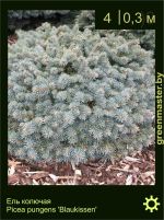 Изображение: ель колючая (picea pungens) 'blaukissen'